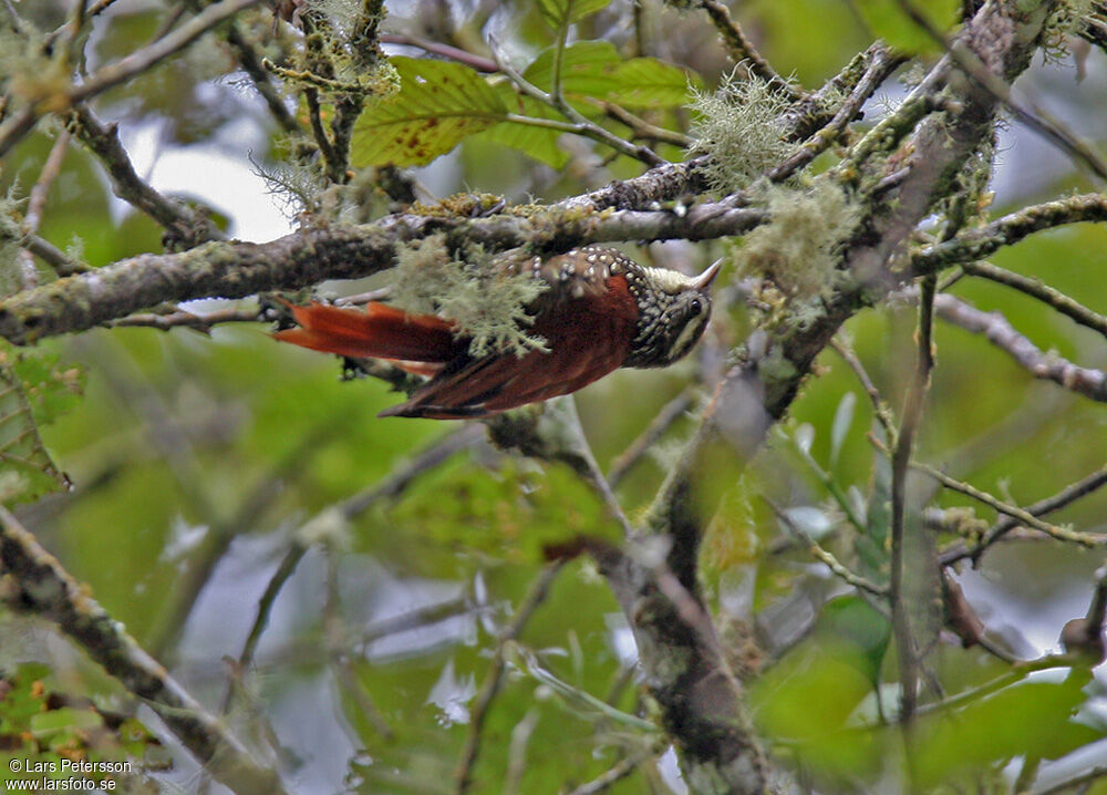 Pearled Treerunner