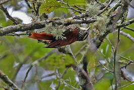 Pearled Treerunner