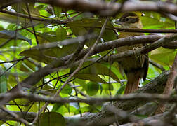 White-collared Foliage-gleaner