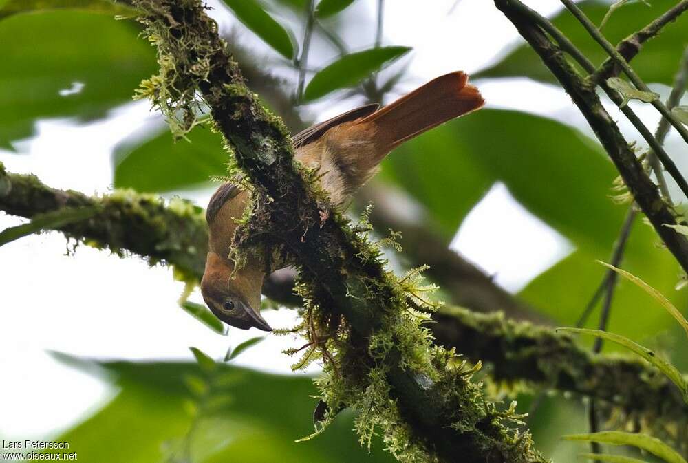 Scaly-throated Foliage-gleaner, pigmentation, fishing/hunting, Behaviour