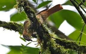 Scaly-throated Foliage-gleaner