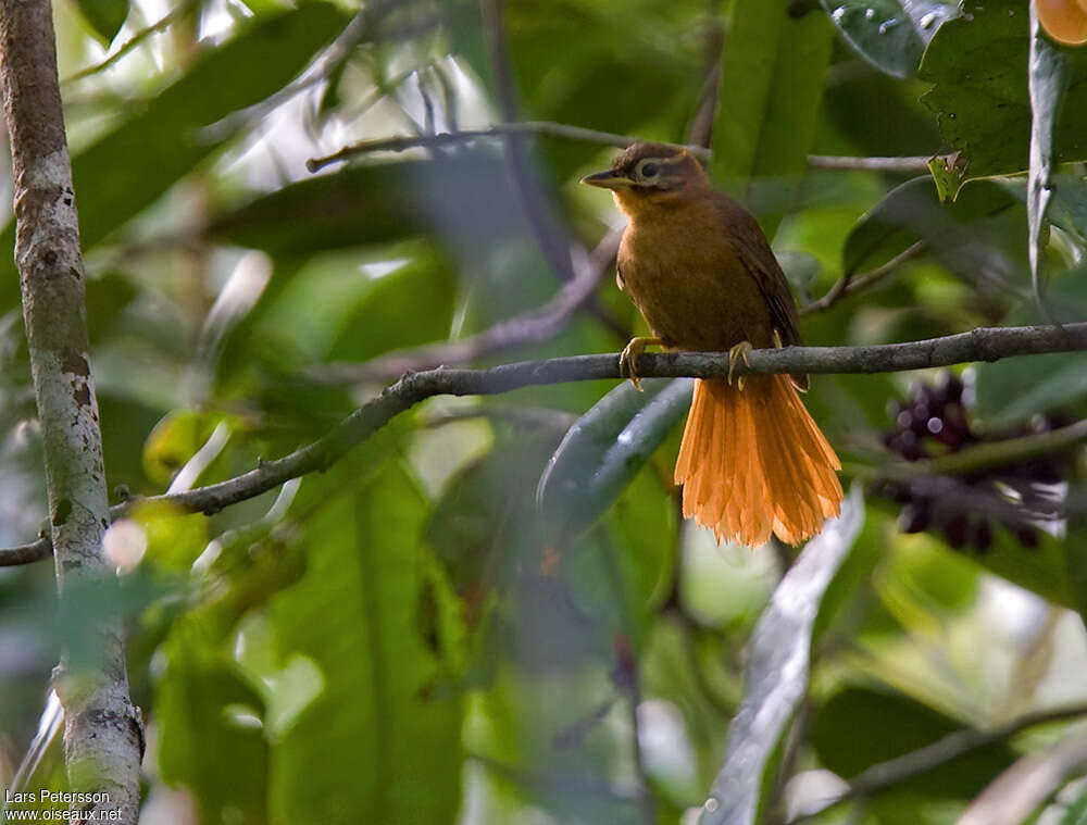 Black-capped Foliage-gleaneradult