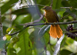 Black-capped Foliage-gleaner