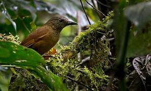 Streak-capped Treehunter