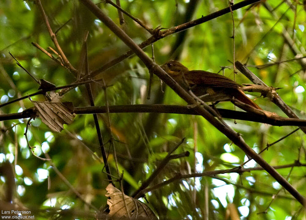 Anabate brunâtre, identification