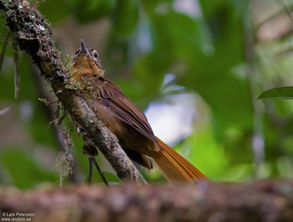 Alagoas Foliage-gleaner