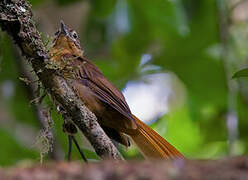 Alagoas Foliage-gleaner