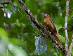 Alagoas Foliage-gleaner