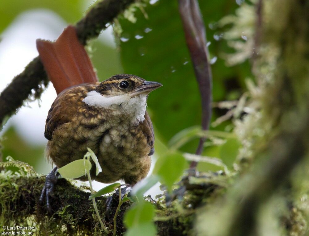 Streaked Tuftedcheek