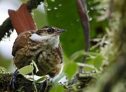 Streaked Tuftedcheek