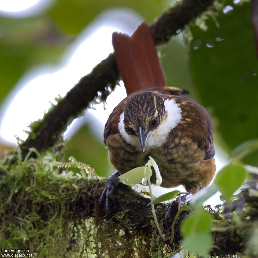 Streaked Tuftedcheek, close-up portrait