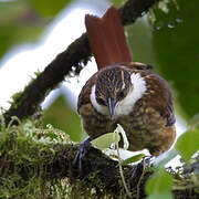 Streaked Tuftedcheek