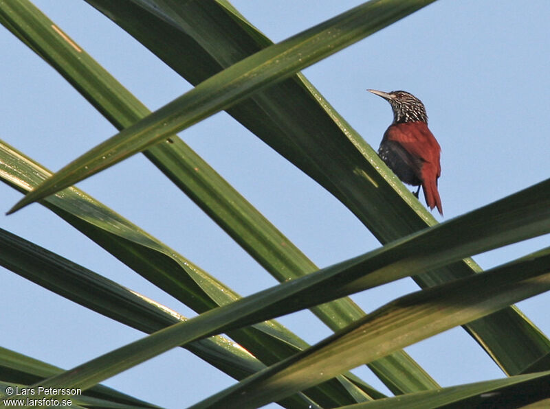Point-tailed Palmcreeper