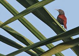 Point-tailed Palmcreeper