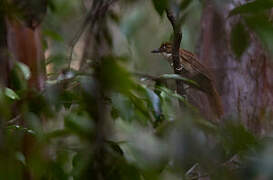 Pernambuco Foliage-gleaner