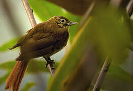 Montane Foliage-gleaner