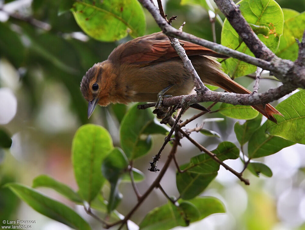 Buff-fronted Foliage-gleaner