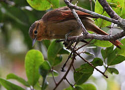 Buff-fronted Foliage-gleaner