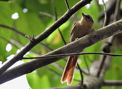 Buff-fronted Foliage-gleaner