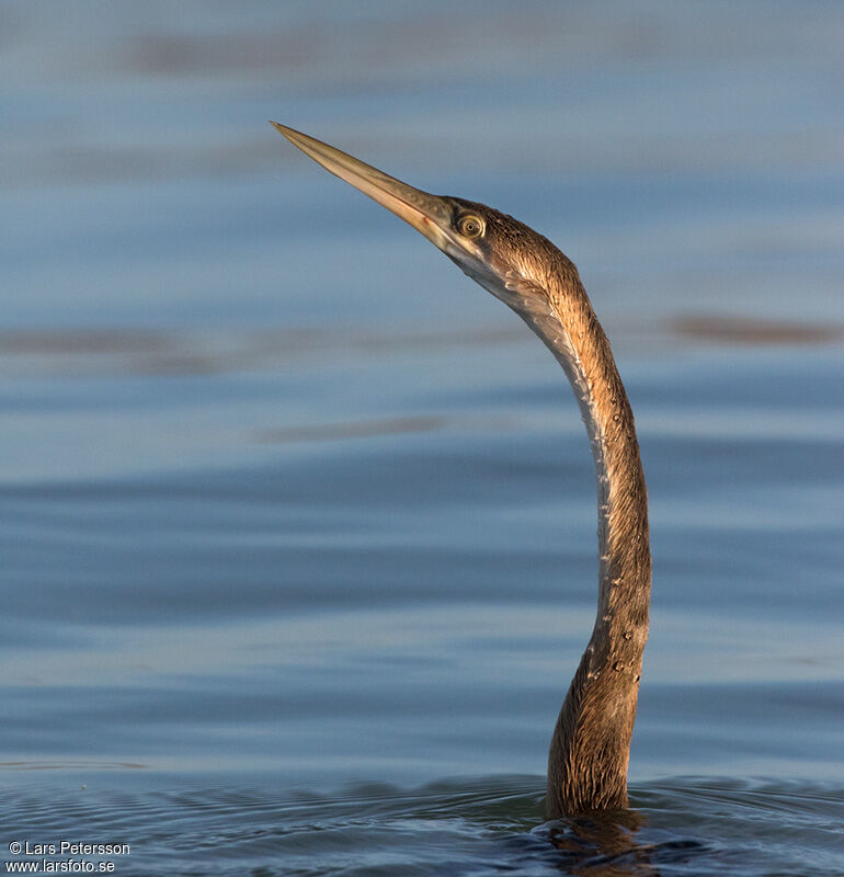 African Darter