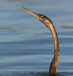 Anhinga d'Afrique