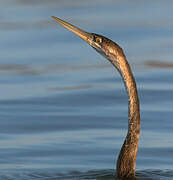 African Darter