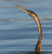 Anhinga d'Afrique