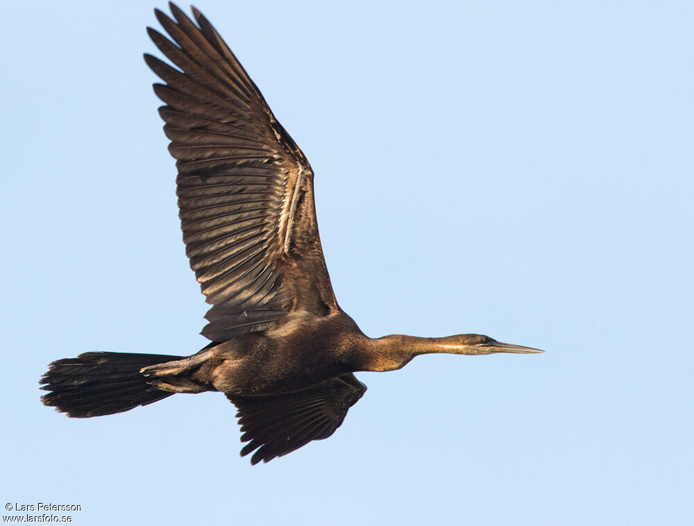 African Darter