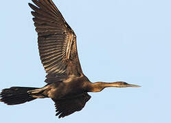 Anhinga d'Afrique