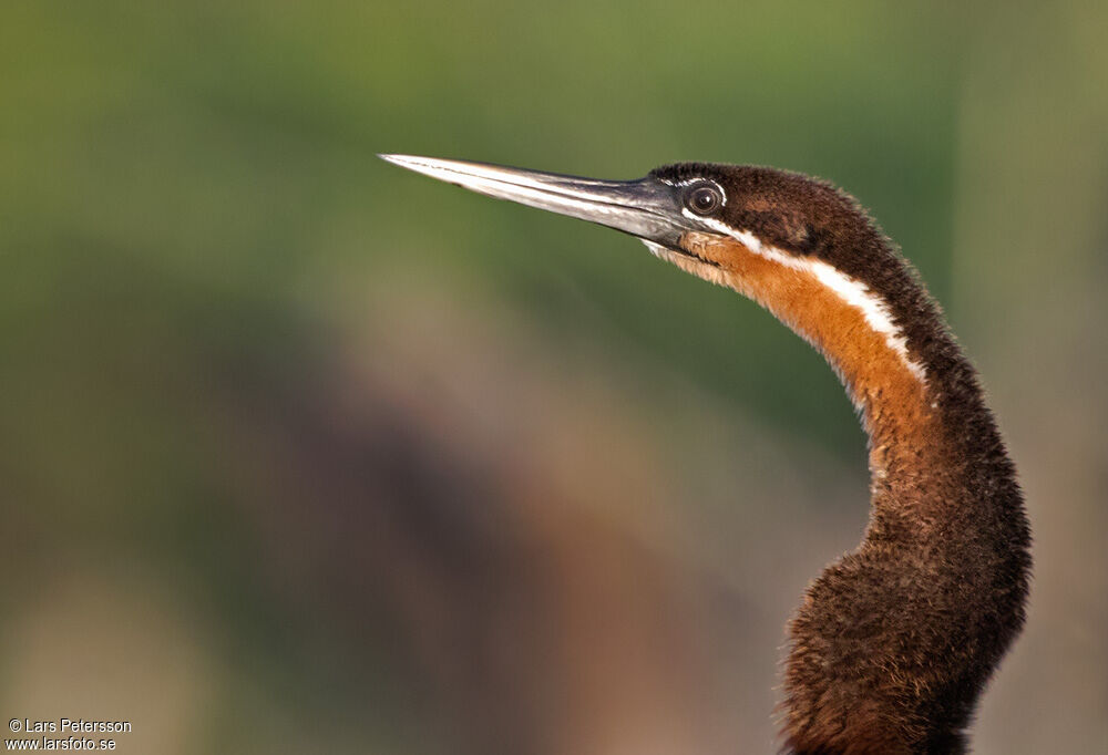 Anhinga d'Afrique