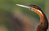 Anhinga d'Afrique