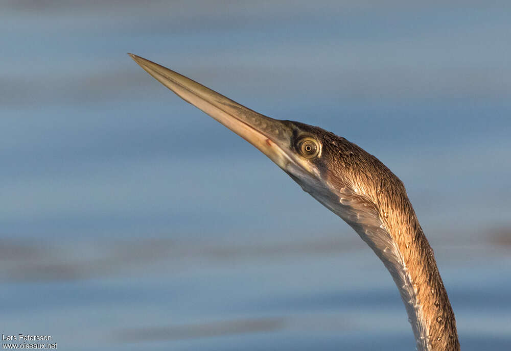 Anhinga d'Afrique1ère année, portrait