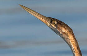 African Darter