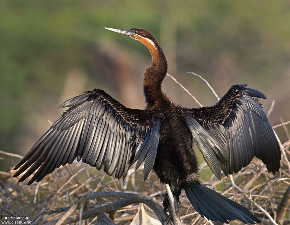 African Darteradult, aspect, pigmentation