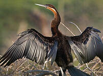 Anhinga d'Afrique