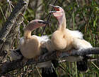 Anhinga d'Amérique