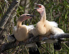 Anhinga