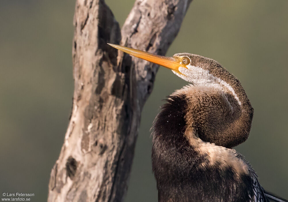 Anhinga roux