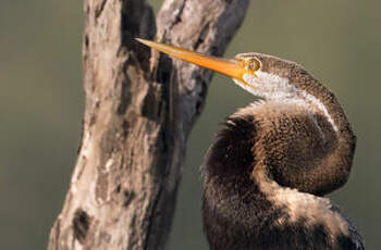 Anhinga roux