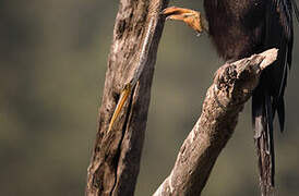 Oriental Darter