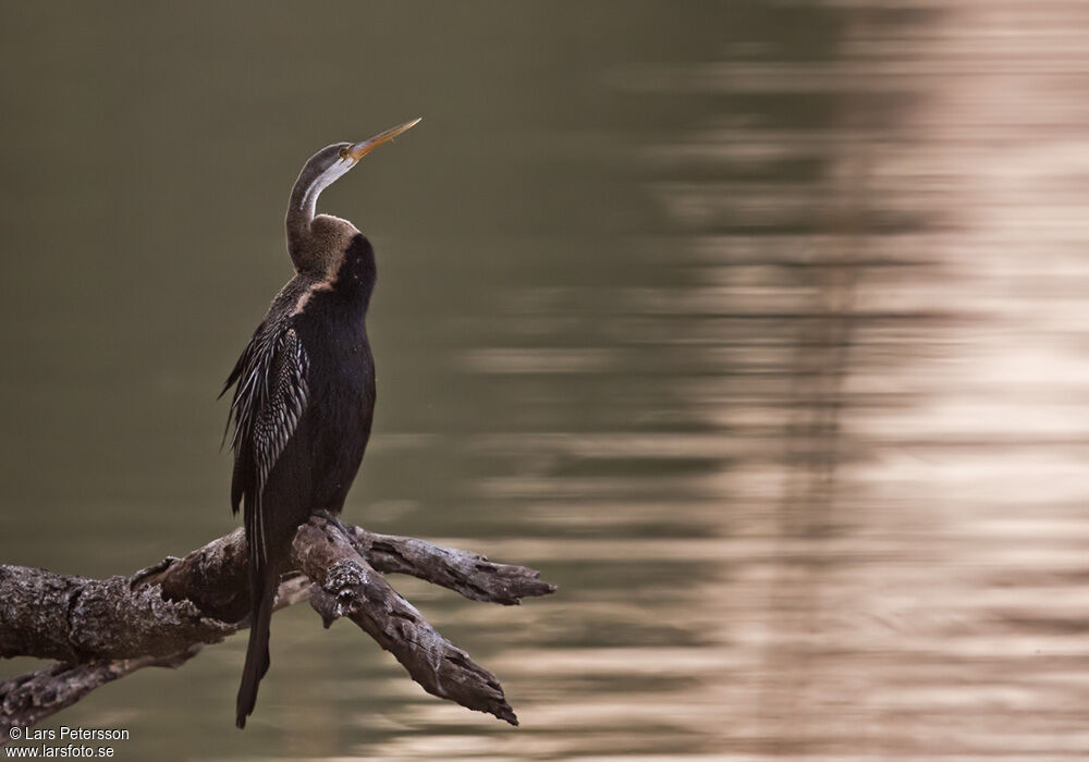 Anhinga roux