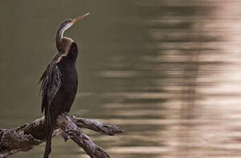 Anhinga roux