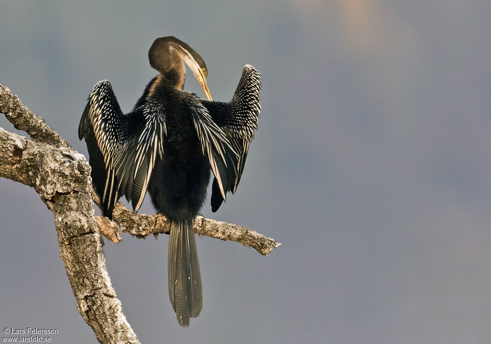 Anhinga roux