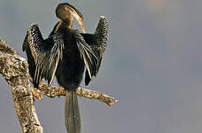 Anhinga roux