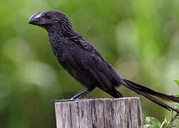 Smooth-billed Ani