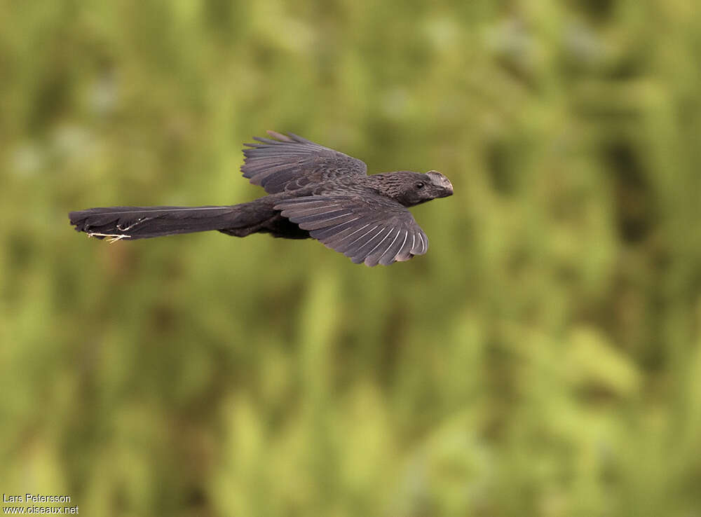 Smooth-billed Ani, Flight