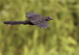 Smooth-billed Ani