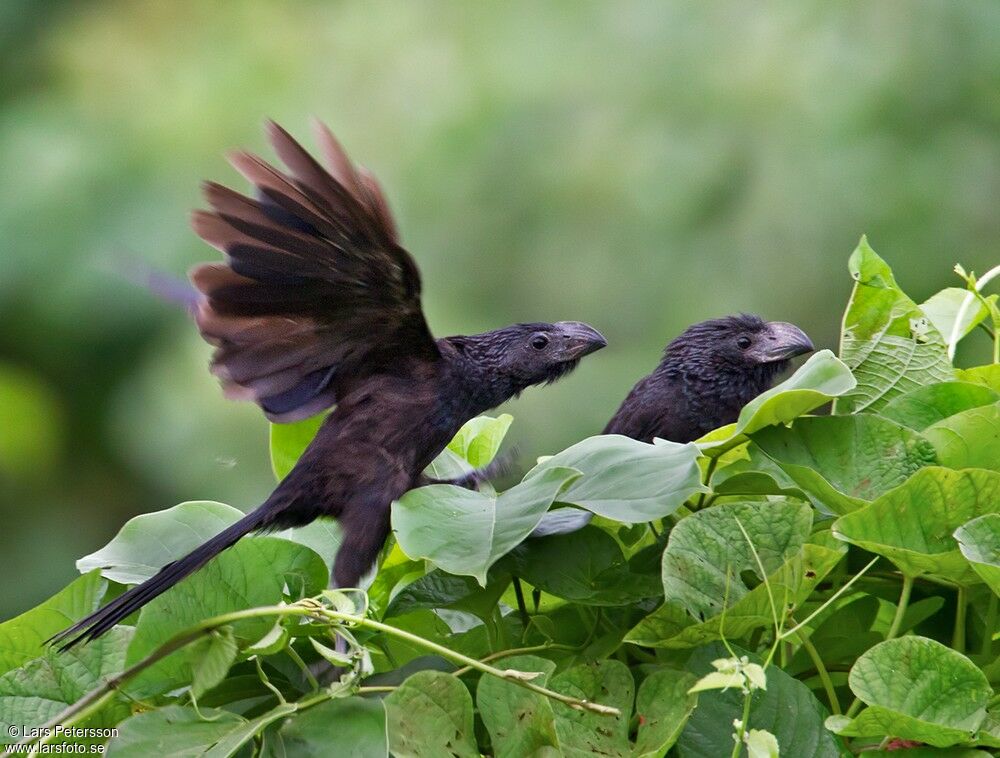 Smooth-billed Ani