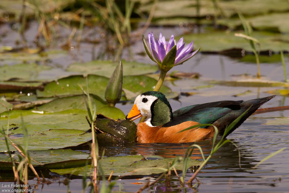 African Pygmy Goose male adult, feeding habits, eats