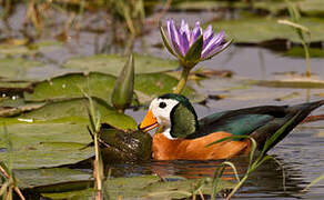 African Pygmy Goose